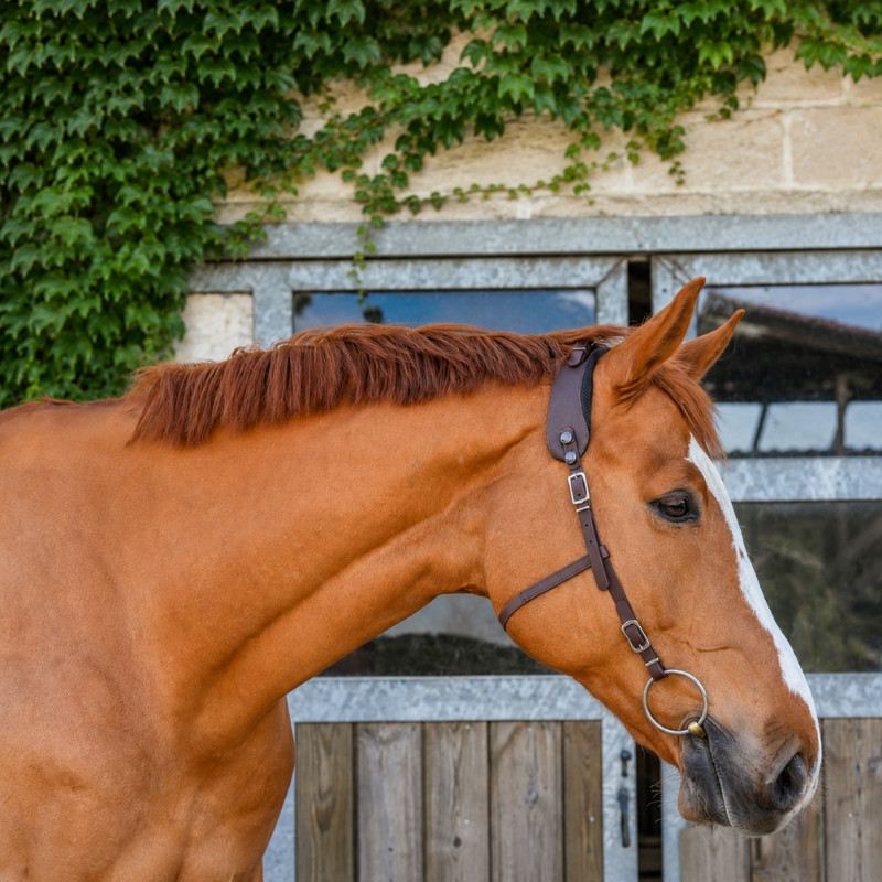 Bridle Basic Equitrense - Equimero | Mors & More