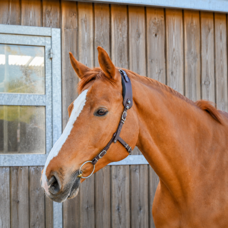 Bridle Basic Equitrense - Equimero | Mors & More