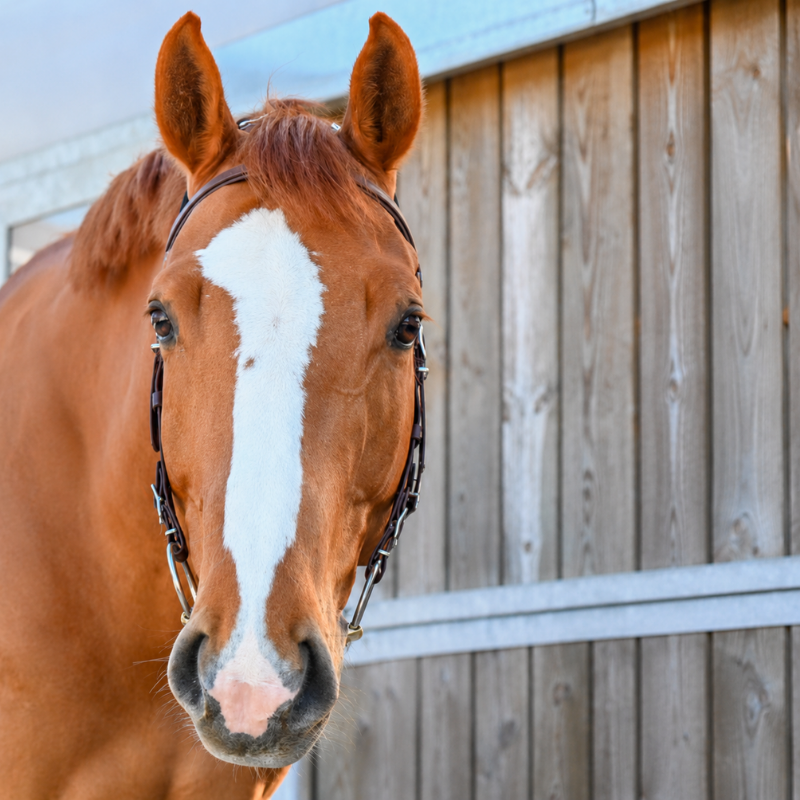 Bridle Basic Equitrense - Equimero | Mors & More
