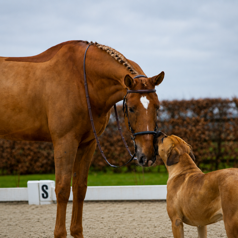 Bridon Hackamore Hickstead - Trust | Mors & More