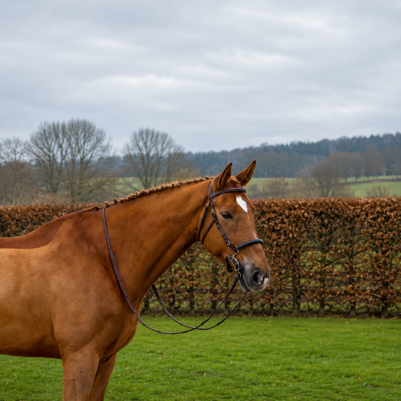 Bridon Hackamore Hickstead - Trust | Mors & More