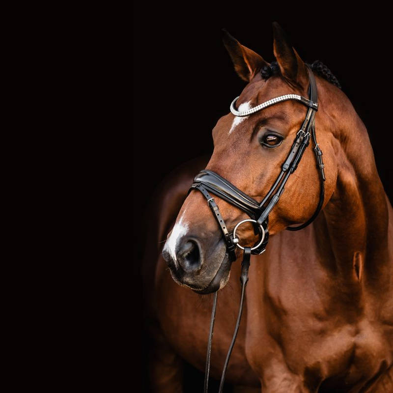 Bridle SP Isabell Werth Johnny - Schockemöhle | Mors & More