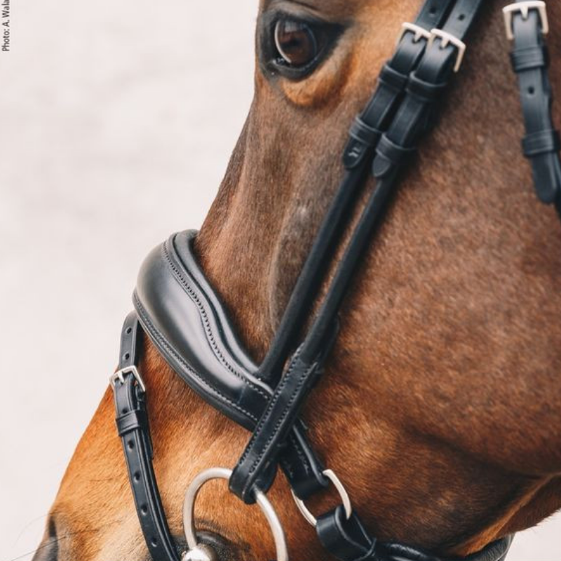 Select Malibu Bridle - Schockemöhle | Mors & More