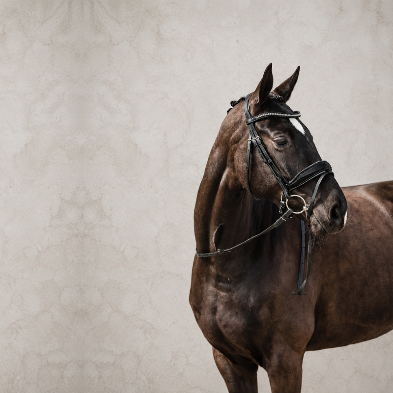 Select Malibu Bridle - Schockemöhle | Mors & More