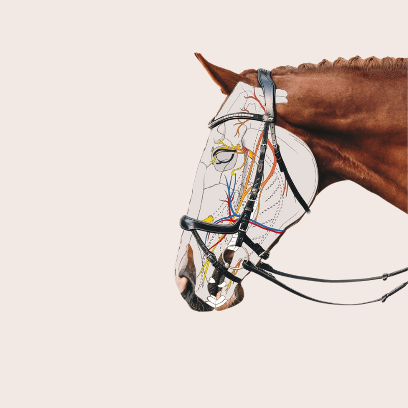 Bridle Equitus Alpha - Schockemöhle | Mors & More