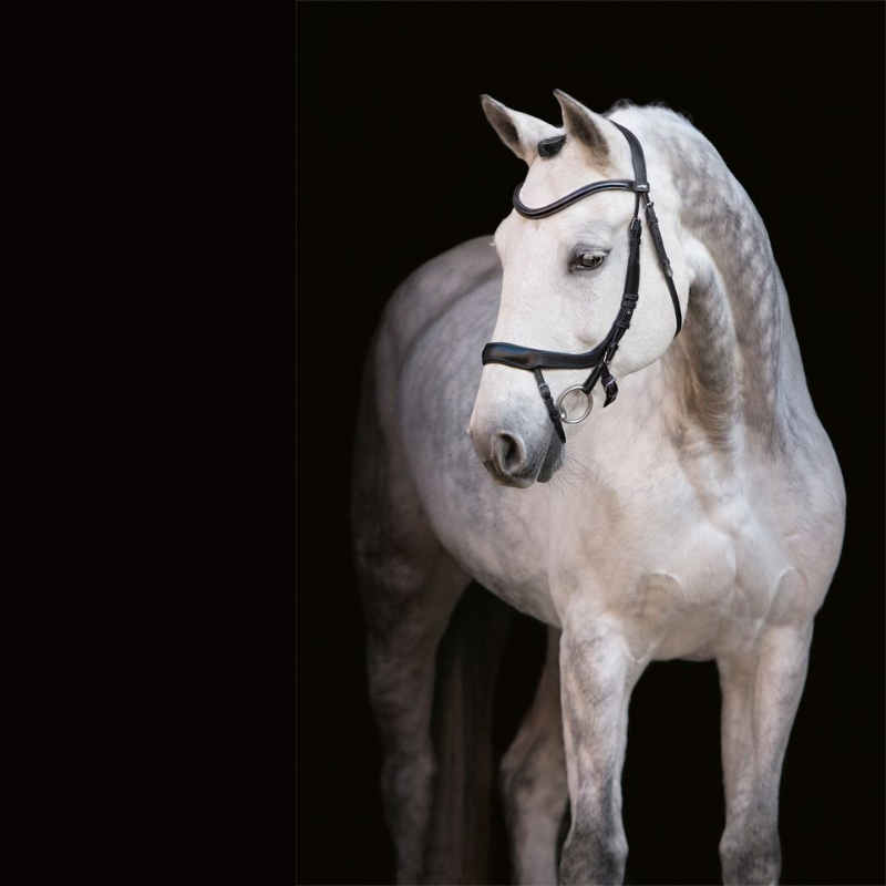 Bridle Equitus Alpha - Schockemöhle | Mors & More