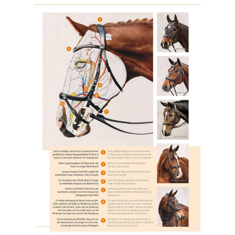 Bridle Equitus Beta - Schockemöhle | Mors & More