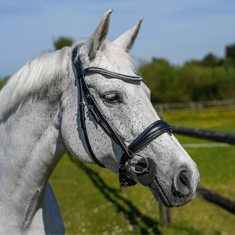 Elite Munich Bridle - Eric Thomas