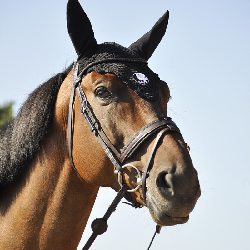 Evolution contact bridle Disco browband - IHWT | Mors & More