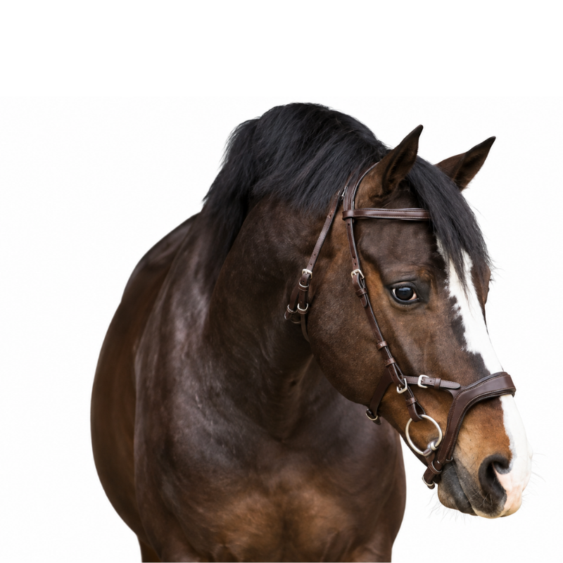 Snaffle bridle Jackson - LJ | Mors & More
