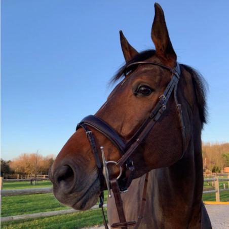 Fortuna Bridle pull back Round Leather | Mors & More