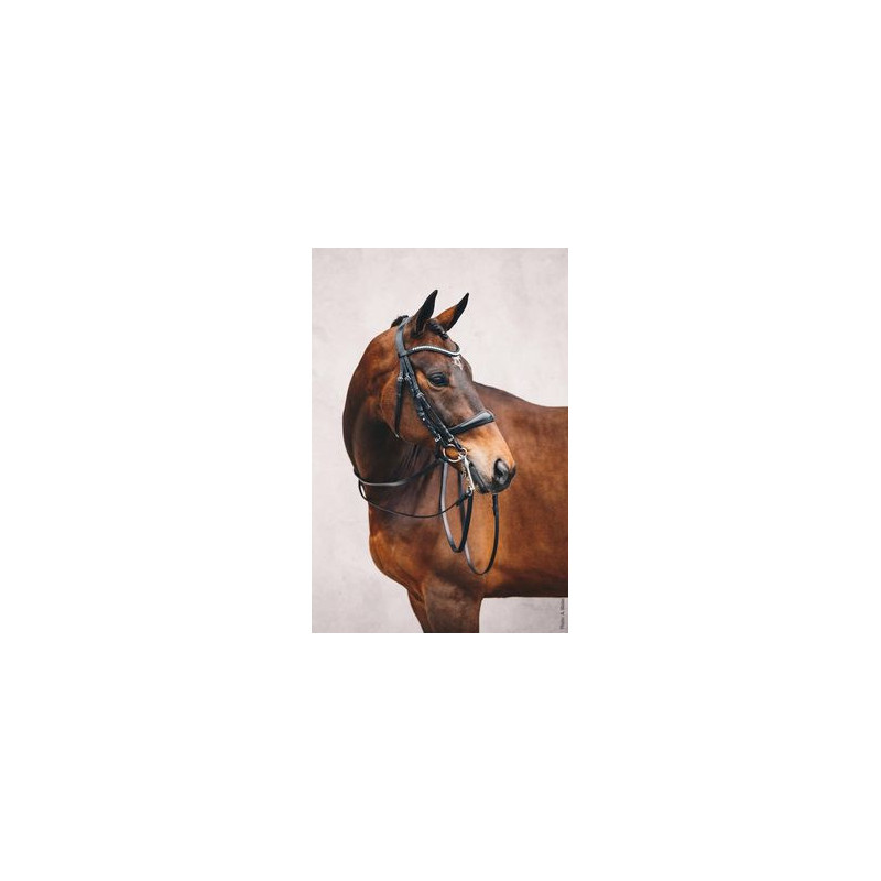 Double Bridle Equitus Gamma
