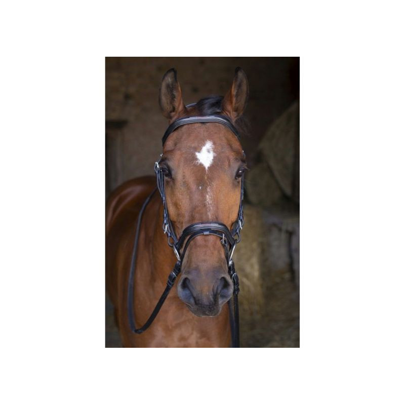 Hybrid Form Bridle Eric Thomas