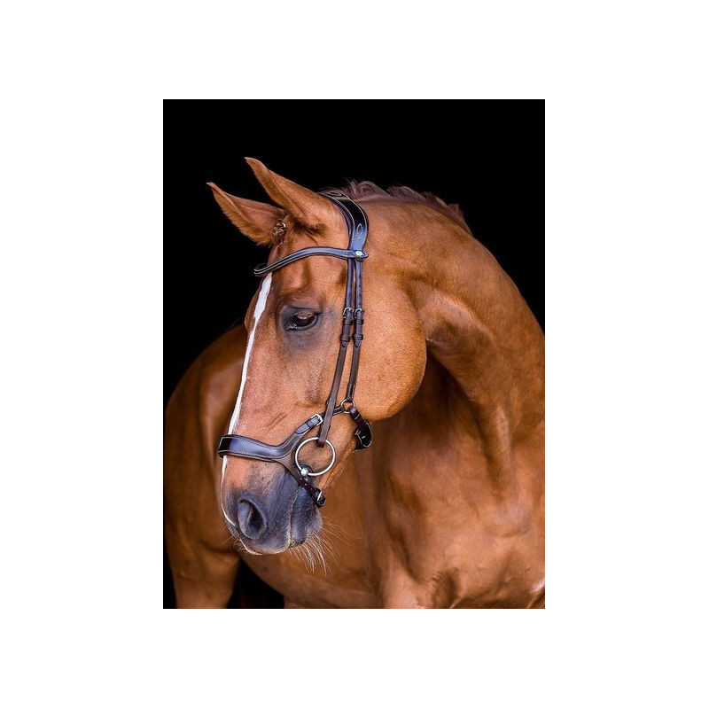 Bridle Pioneer