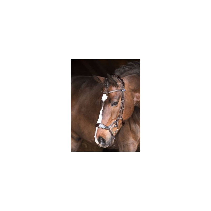 Bridle Pioneer