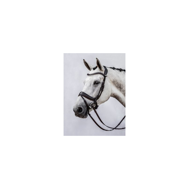 Paladin Bridle