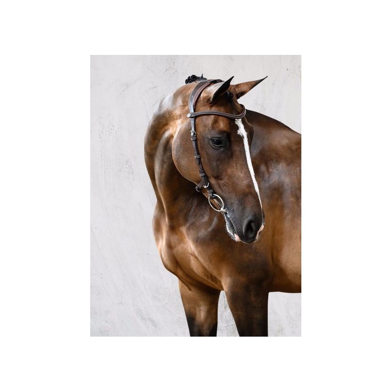 Bridle Helsinki - PS of Sweden