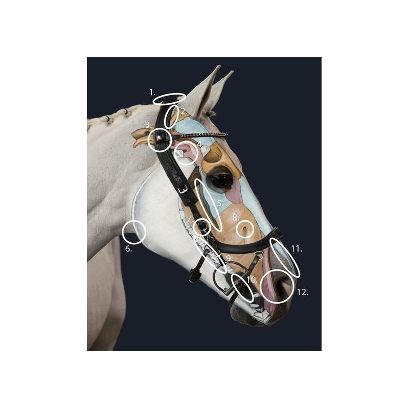 Faysport bridle
