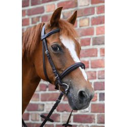 Bridle Star lifestyle Pony