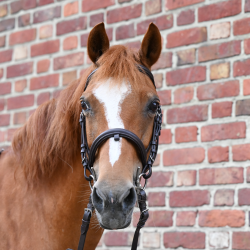 Bridle Star lifestyle Pony