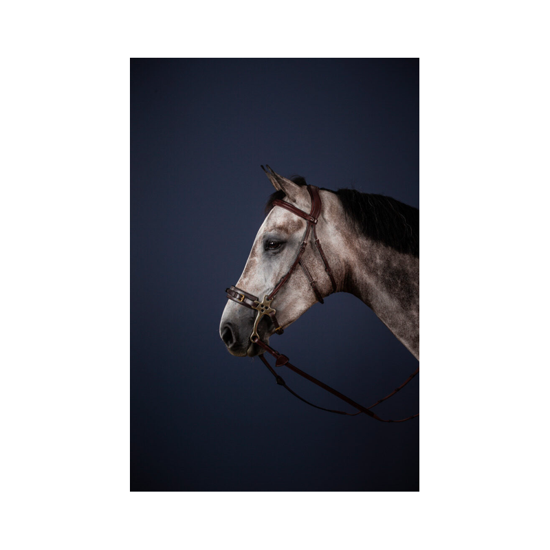 Montants hackamore - New English - Dyon | Mors & More