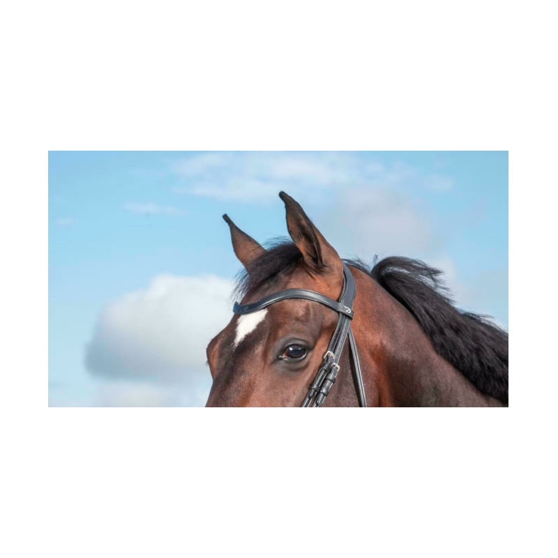 Flat Dressage Browband - New English Dy'on