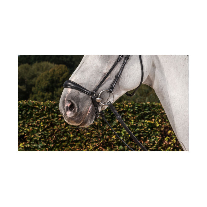 Drop noseband - Dressage Collection