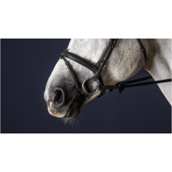 Flash Noseband - New English