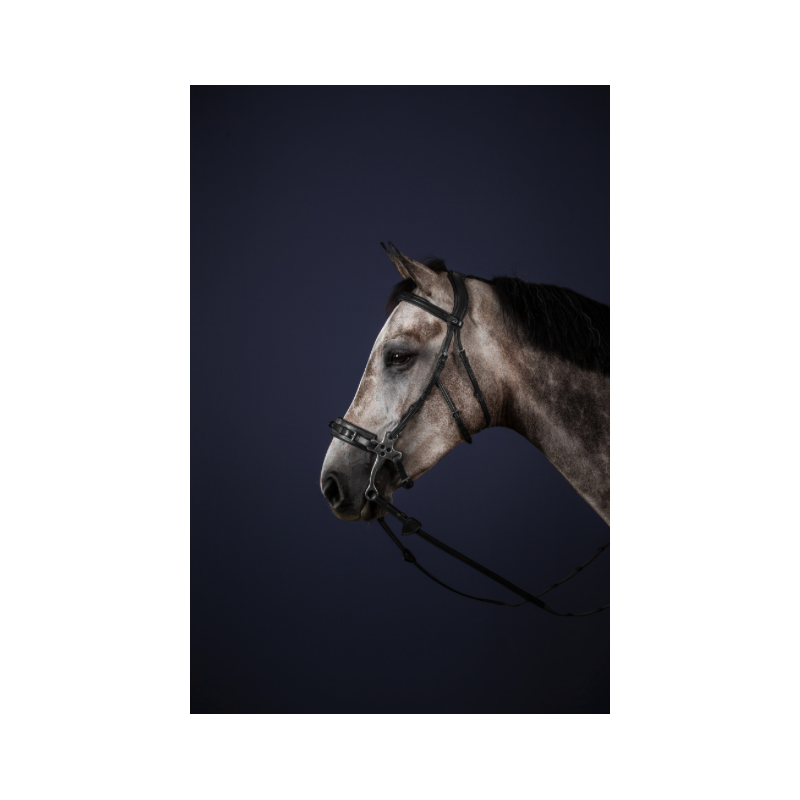 Hackamore Bridle - New English Dy'on