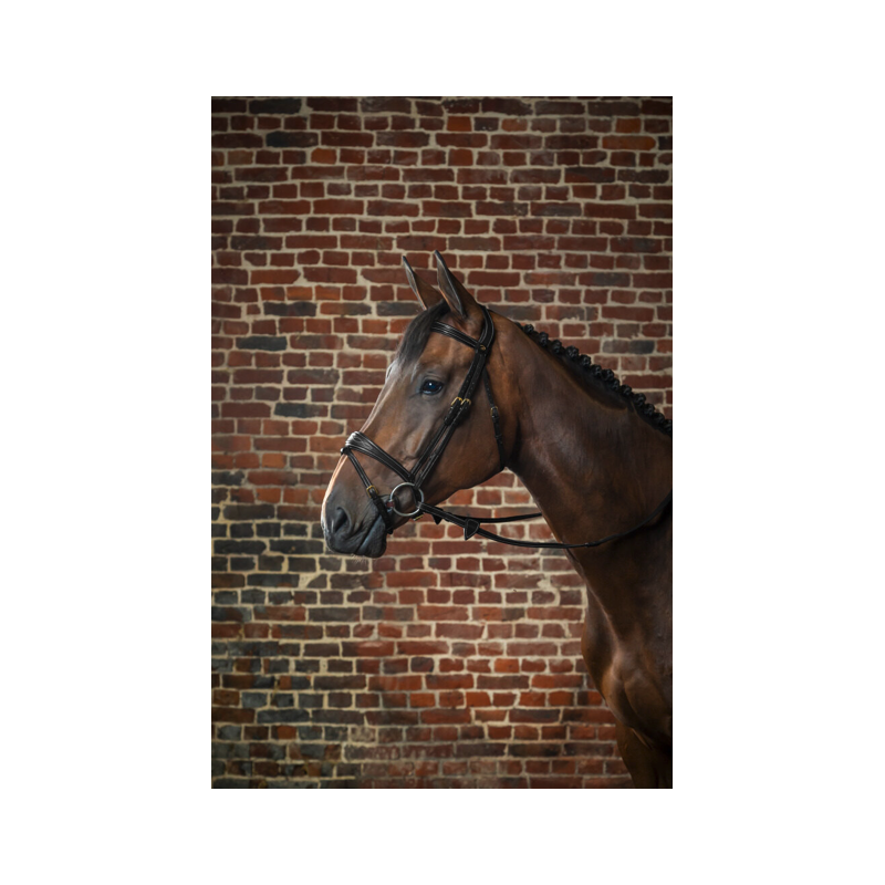 Anatomic Flash Noseband Bridle D Collection Dy'on