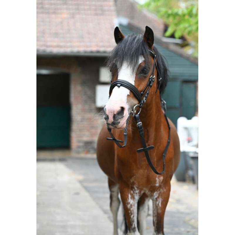 Bridle Star Diamond