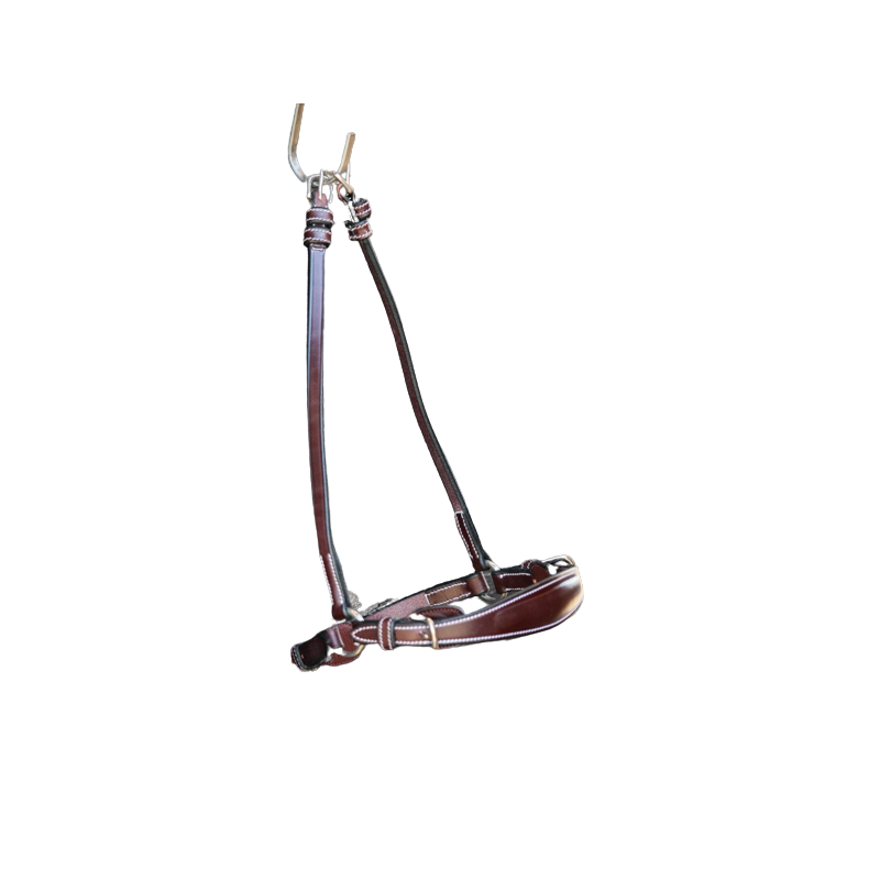 Drop noseband Week Jump'in