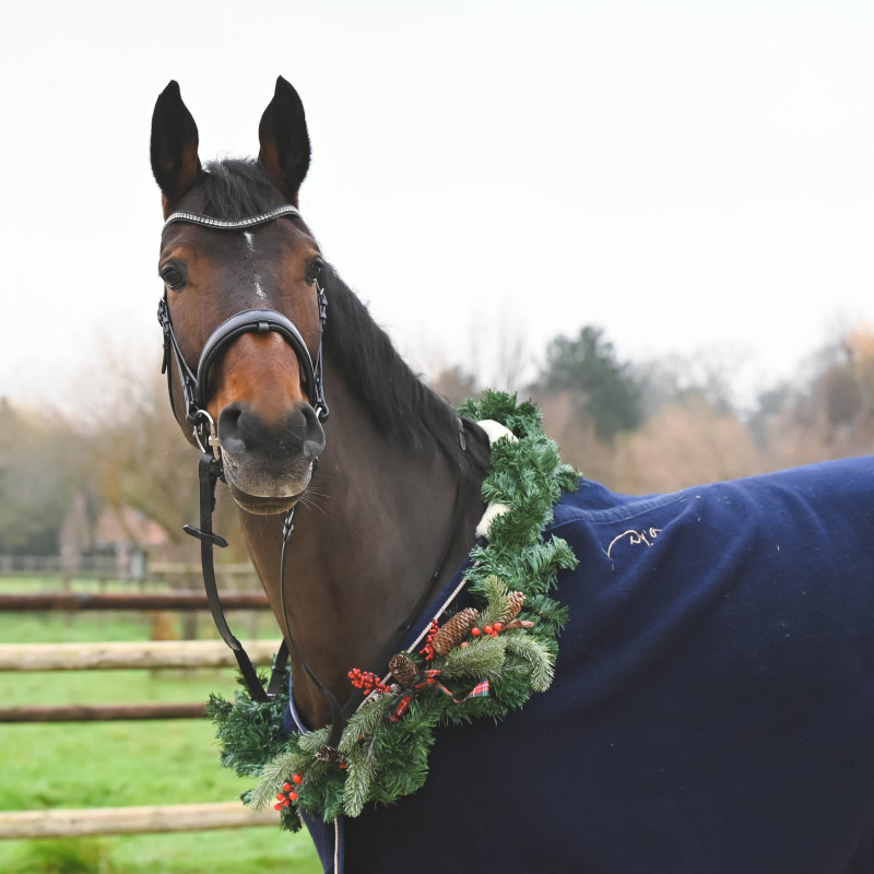 Fortuna Snaffle Bridle crank Noseband cruved crystal browband Passier