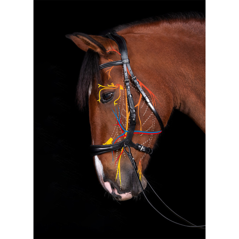 Bridle Equitus Theta 3 in 1