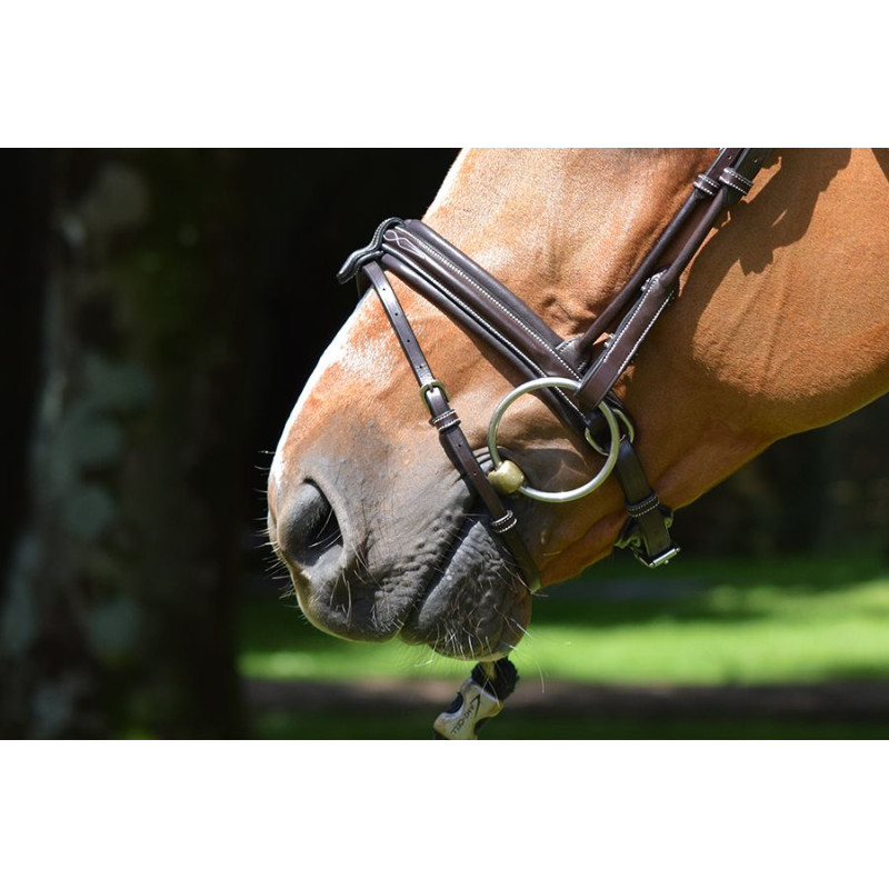 Bridle Week Friday