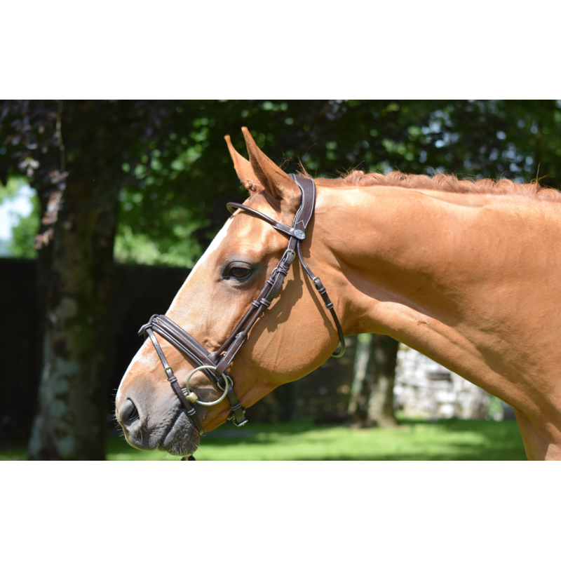 Bridle Week Friday