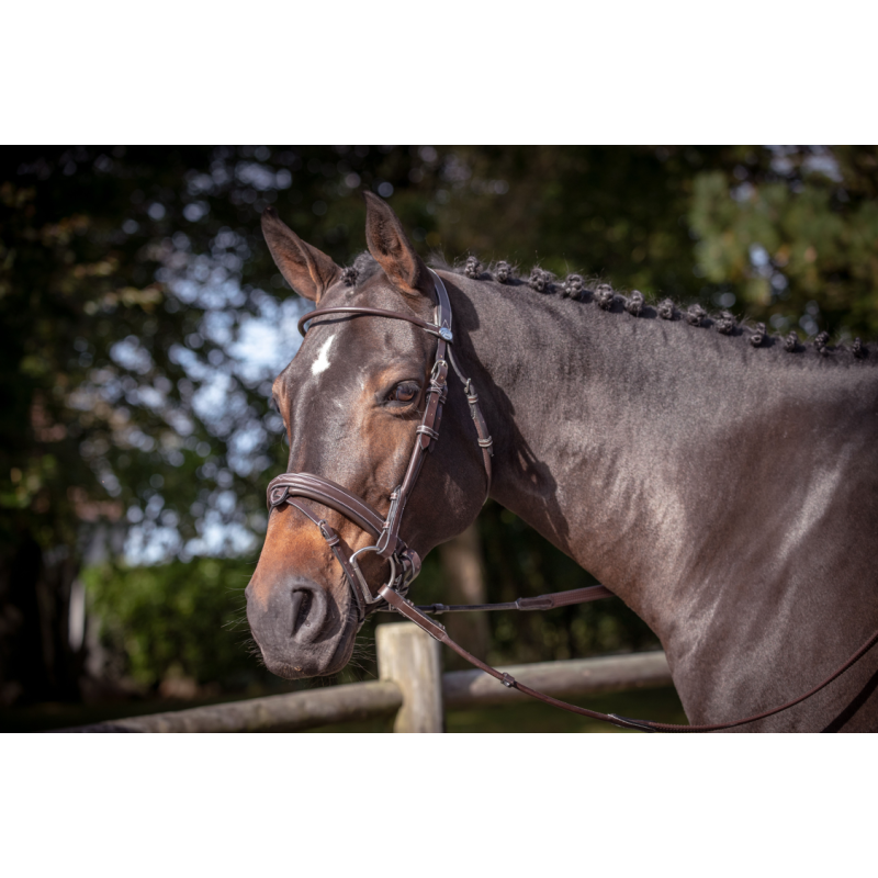 Bridle Week Friday