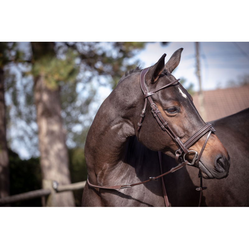 Bridle Week Friday