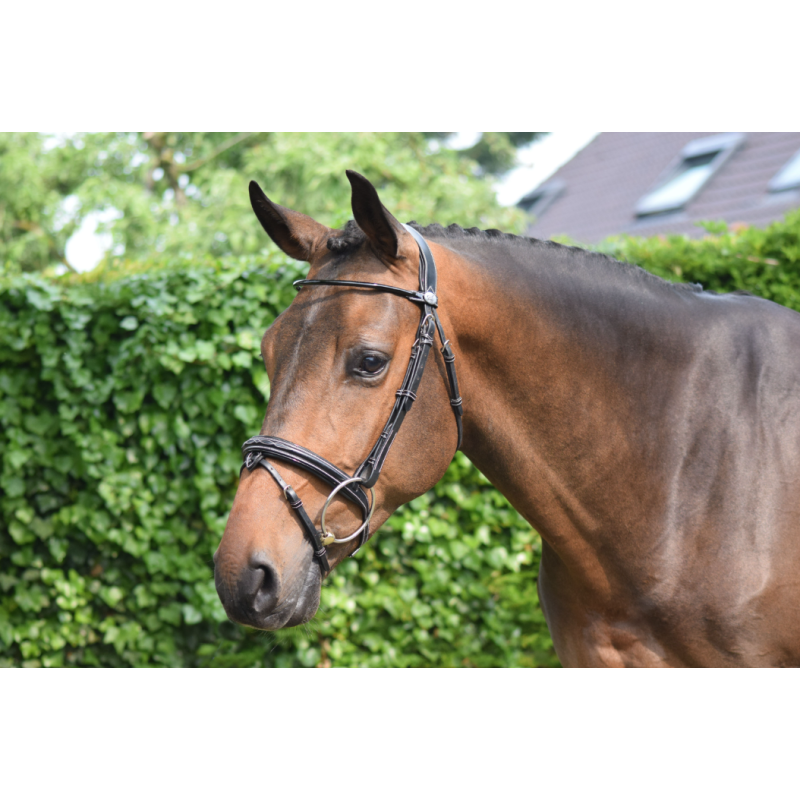 Wednesday Bridle - Week