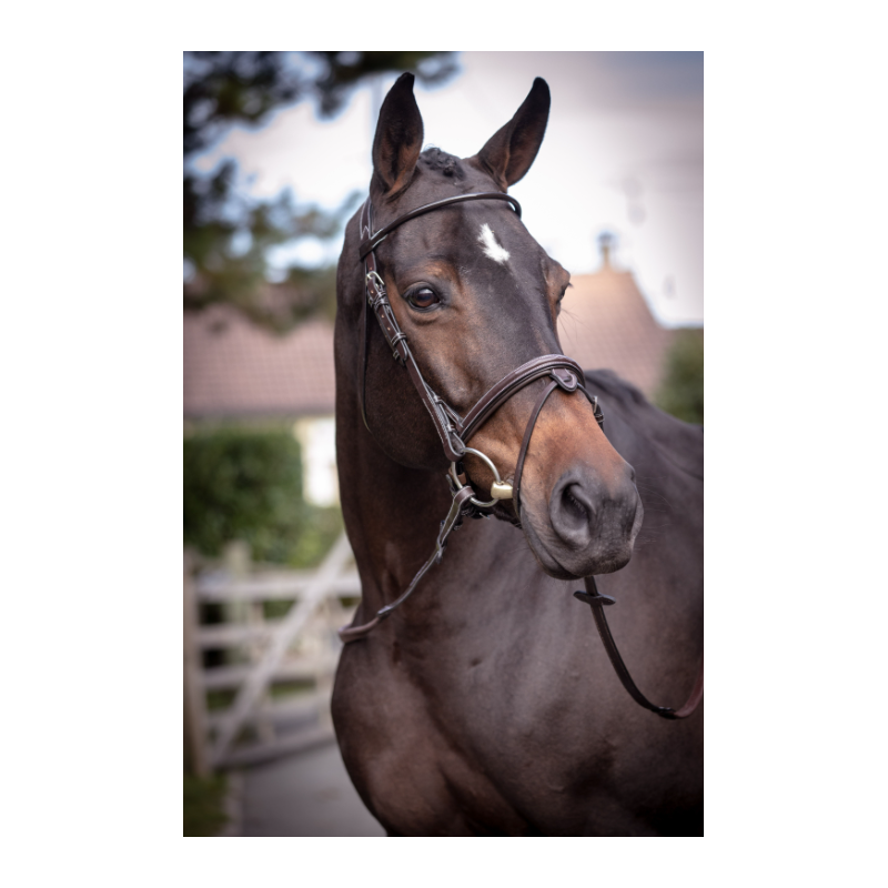 Wednesday Bridle - Week