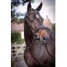 Wednesday Bridle - Week