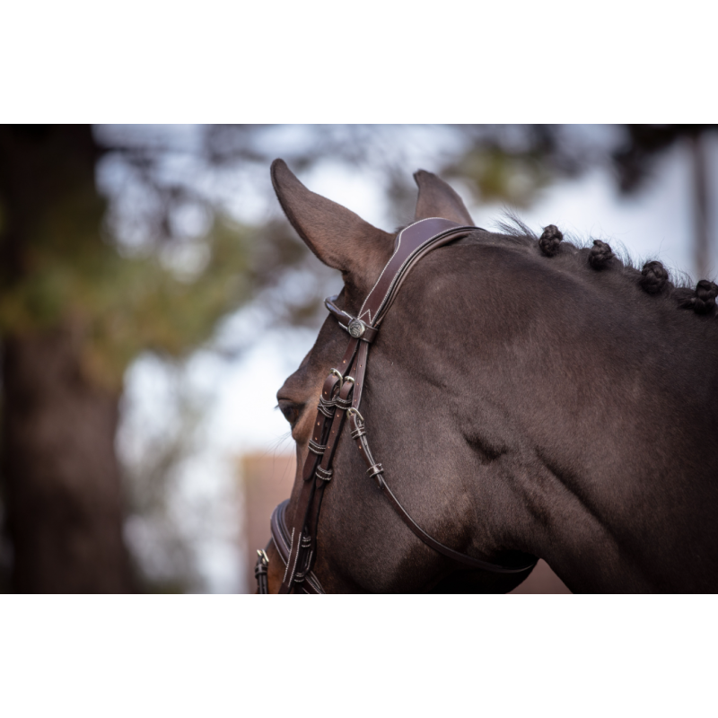 Wednesday Bridle - Week
