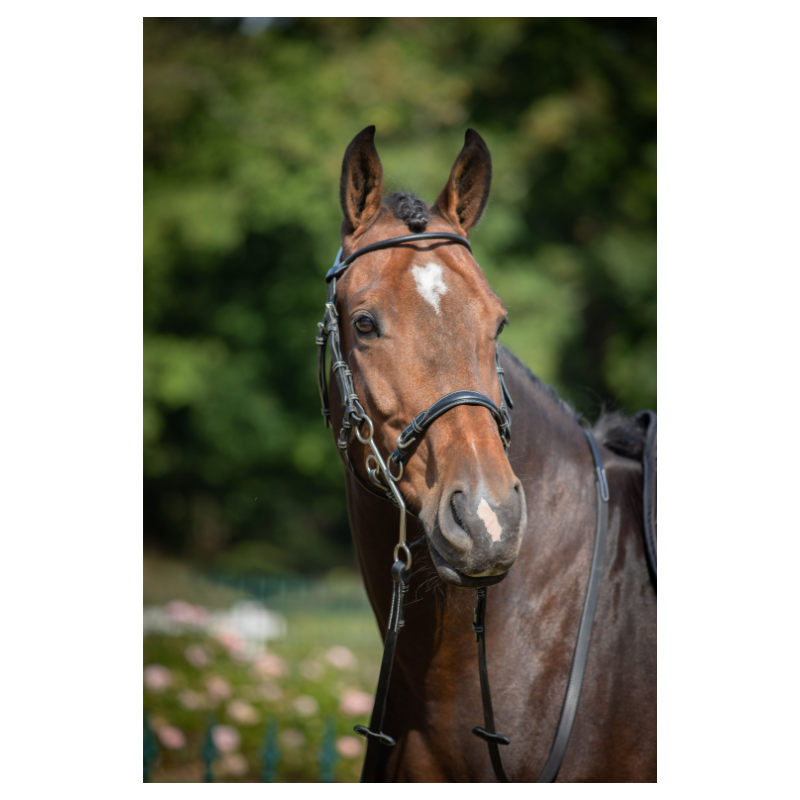 Hackamore Bridle - Week