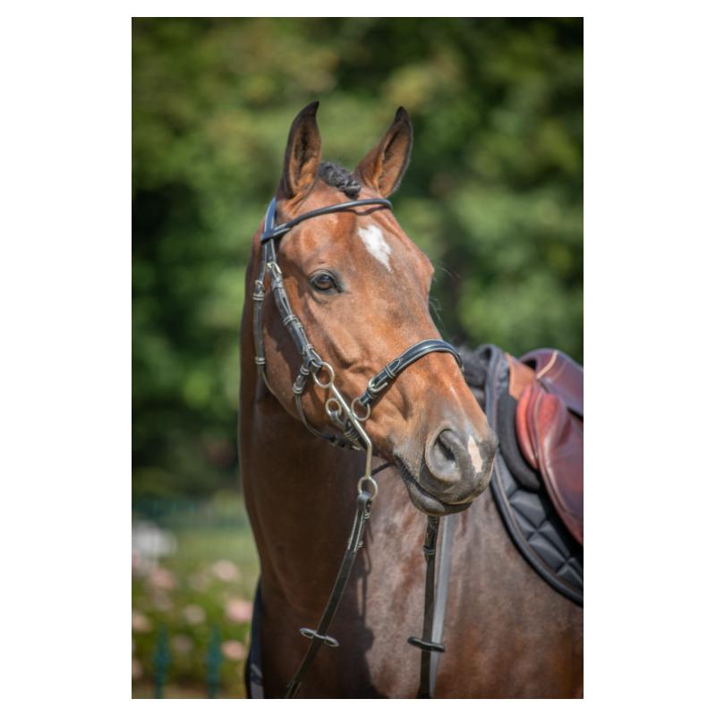 Hackamore Bridle - Week