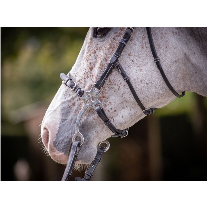 Hackamore Bridle - Week