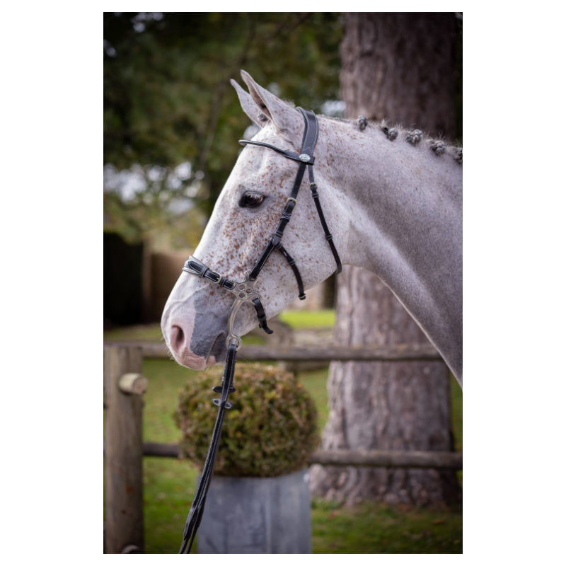 Hackamore Bridle - Week