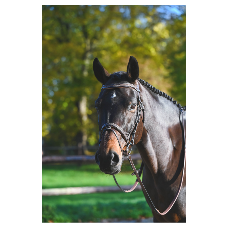 Carat Premium Bridle - One