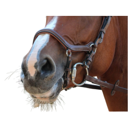 New York Noseband - One