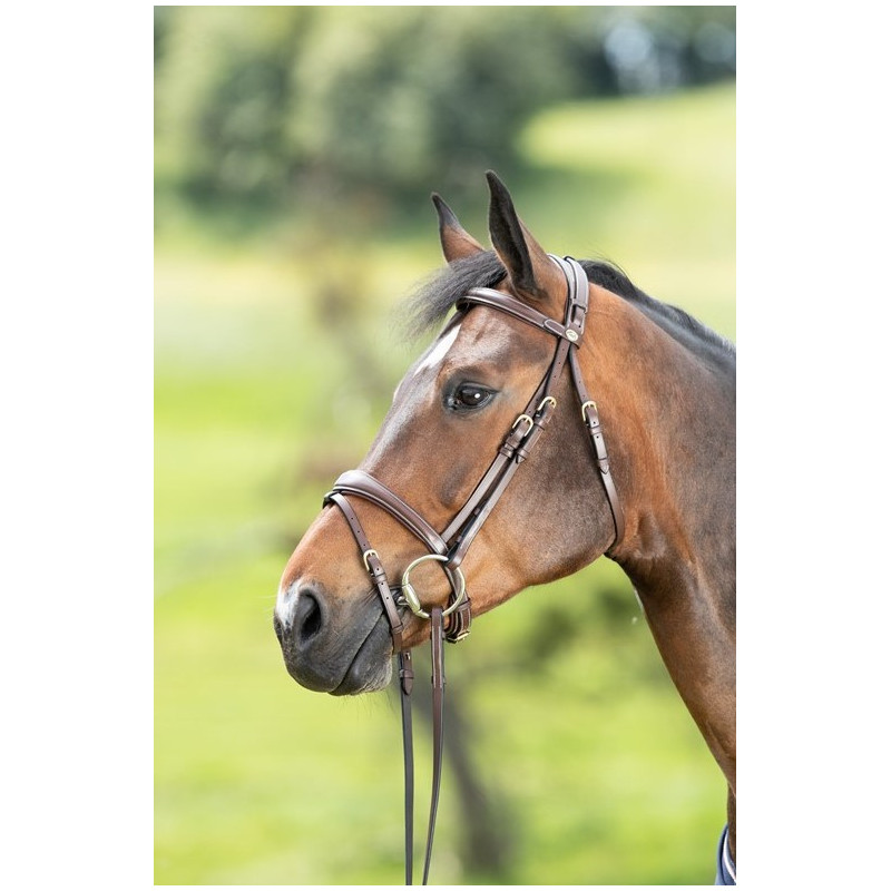 TECHNICAL BRIDLE - HFI