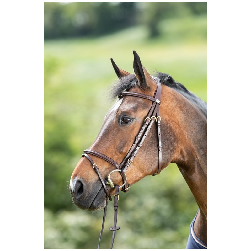 REGULAR BRIDLE - HFI